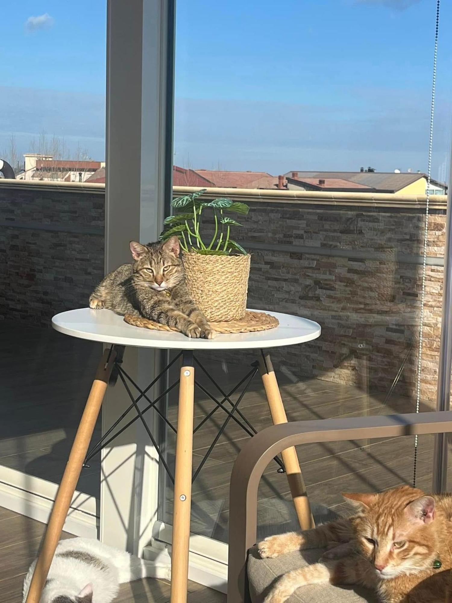 B&B La Terrazza Polifrone Cotronei Luaran gambar